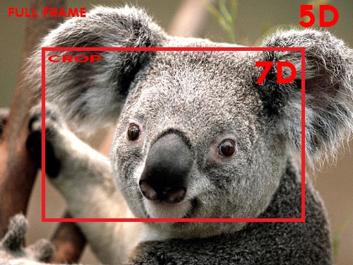 نام: Koala.jpg نمایش: 100 اندازه: 79.4 کیلو بایت