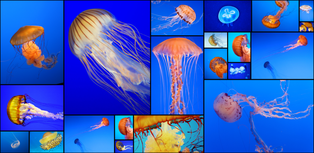 نام: Collage1-1024x500.png نمایش: 251 اندازه: 774.1 کیلو بایت