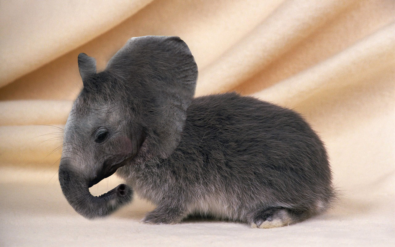 نام: bunny-elephant.jpg نمایش: 174 اندازه: 254.2 کیلو بایت