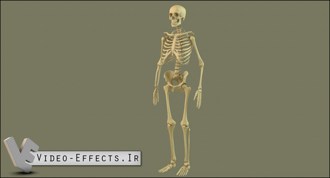 نام: Free-3D-Model-C4D-Skeleton.jpg نمایش: 100 اندازه: 44.1 کیلو بایت