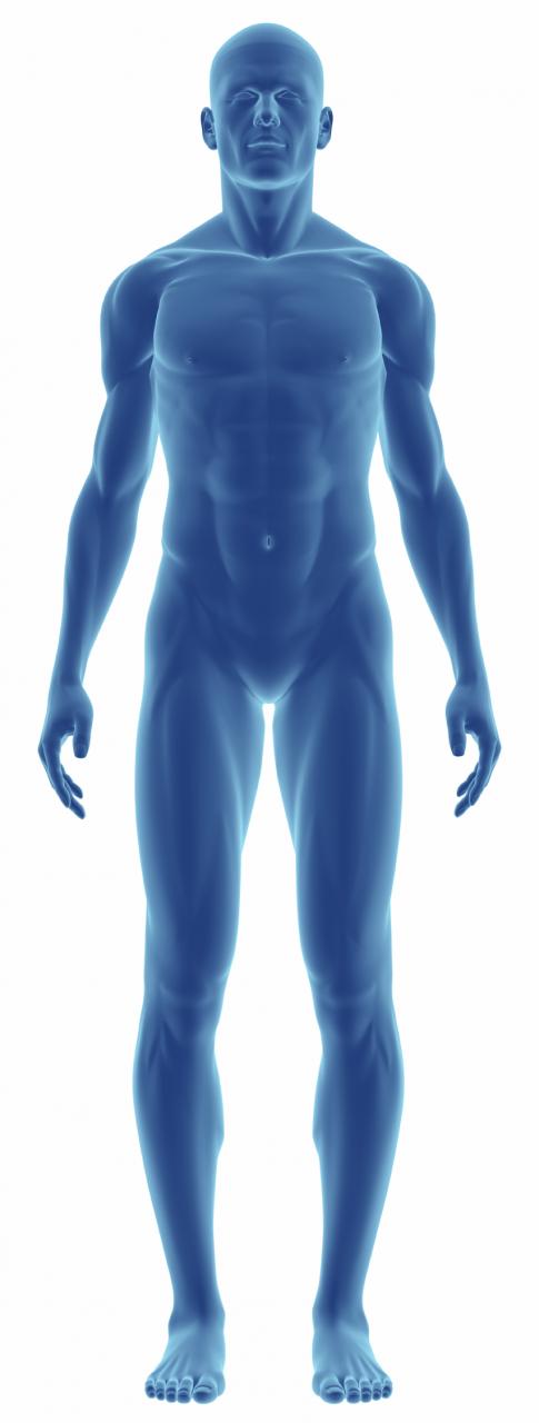 نام: Human-Body.jpg نمایش: 157 اندازه: 35.5 کیلو بایت