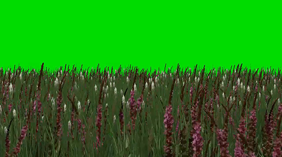 نام: Grass Wwith Flowers 2.jpg نمایش: 62 اندازه: 146.3 کیلو بایت