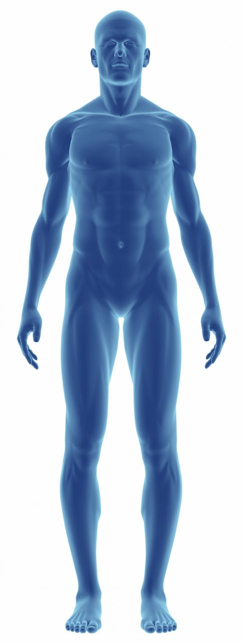 نام: Human-Body.jpg نمایش: 154 اندازه: 35.5 کیلو بایت