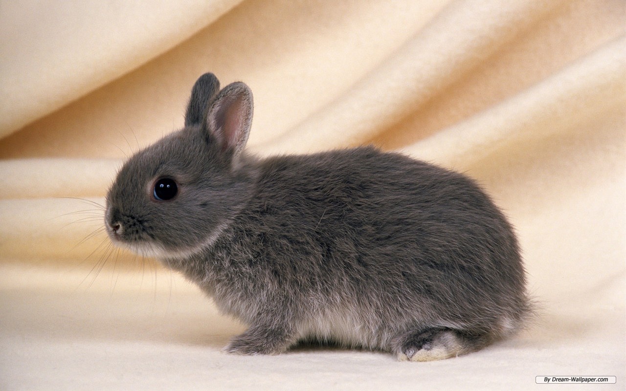 نام: Bunnies-bunny-rabbits-16438007-1280-800.jpg نمایش: 90 اندازه: 209.9 کیلو بایت