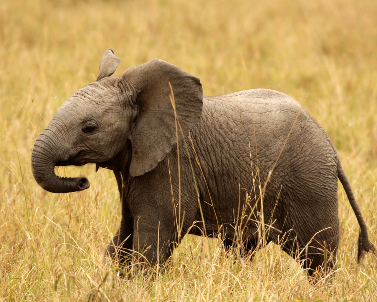 نام: 1357882-animals-tsavo-kenya-baby-elephant-wishing-all-wonderful-weekend.jpg نمایش: 87 اندازه: 788.1 کیلو بایت