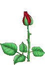 دانلود پلاگین maxwell render برای 3dmax 2014-fleurs-fleurs-roses-00003-gif